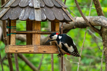 The Great Spotted Woodpecker, Dendrocopos major is sitting on the branch of tree