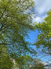 trees and sky