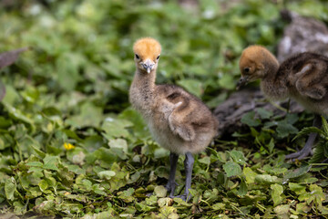 Beautiful yellow fluffy Demoiselle Crane baby gosling, Anthropoides virgo in a bright green meadow