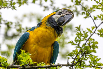 The Blue-and-yellow Macaw, Ara ararauna is a large South American parrot