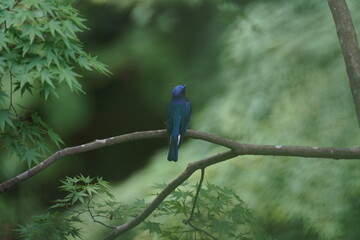 blue and white flycatcher on a branch