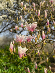 Saucer magnolia