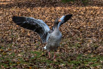 The greylag goose, Anser anser is a species of large goose