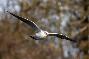 The European Herring Gull, Larus argentatus is a large gull