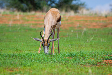 A Springbok (Antidorcas marsupialis) in Kalahari desert, Namibia