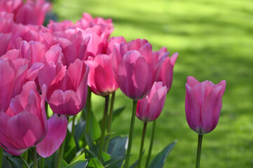 Obraz premium Hollands tulip bloom in spring season