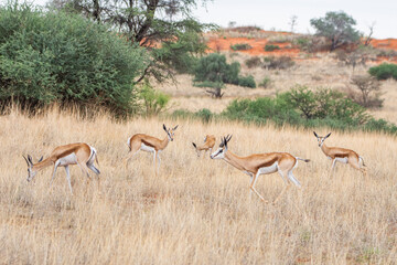 A Springbok (Antidorcas marsupialis) in Kalahari desert, Namibia