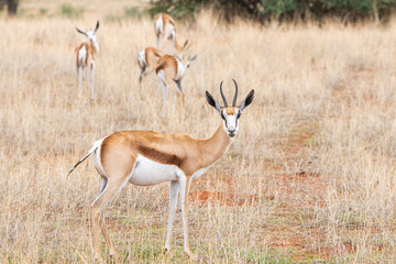 A Springbok (Antidorcas marsupialis) in Kalahari desert, Namibia