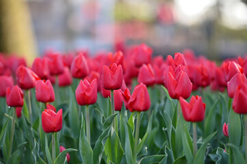 Fresh tulips in field.
