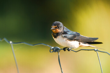 Barn swallow sitting on a barbwire with soft green background