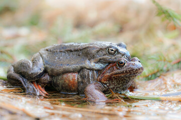 European common brown frog (Rana temporaria) massive mating, reproduction event in a pond. male resting on eggs carpet.