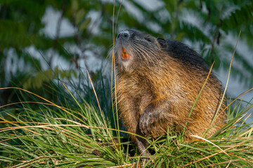Wet muskrat (Ondatra zibethica) sits in the water near the shore and eats grass in the light of the setting sun