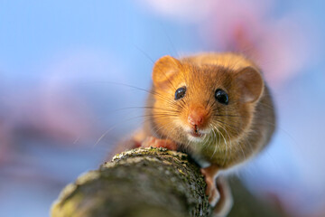 Hazel dormouse or common dormouse (Muscardinus avellanarius) on the branch of tree in forest - obrazy, fototapety, plakaty