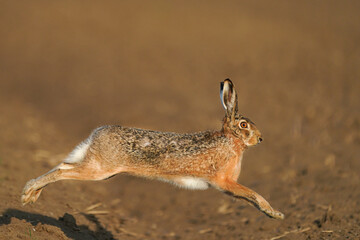 Lepus europaeus-Brown Hare leaping in the wheat field © Ivan