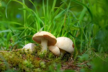 Edible mushrooms with excellent taste, Calocybe gambosa