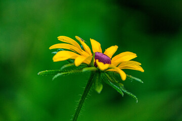 yellow flower