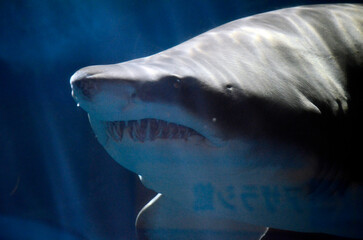 Fototapeta premium サメ