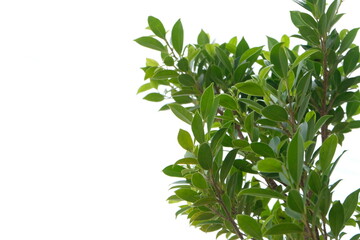 Close Up Of Green Leaf Texture