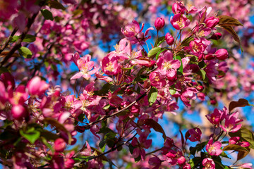 Blooming apple tree in spring. Lots of pink apple blossoms. Bokeh. Blooming garden.