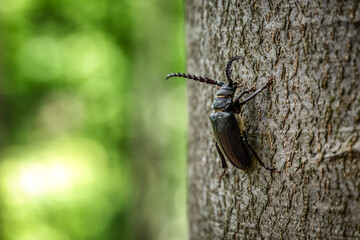 Big black beetle on a tree