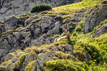 Tatra chamois in Western Tatras at Slovakia