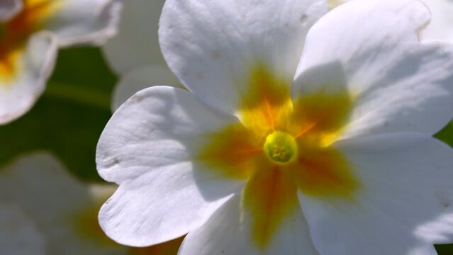 A beautiful primrose flower in macro close-up.
