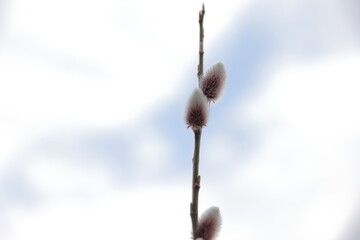 青空の下の猫柳