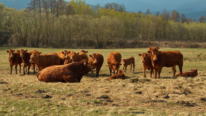 Cattle in Bohemian Forest, Klatovy district, West Bohemia, Czech Republic, Europe, Central Europe
