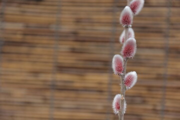 スダレを背景に撮影したネコヤナギ