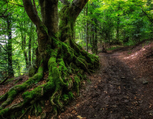 Massive tree trunk in forest © Jaroslav Moravcik