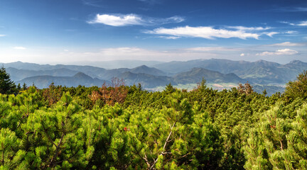 Fototapeta na wymiar Mountain pine and beautiful mountain landscape. View from hill Choc in Slovakia