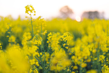 Obraz premium Landscape, blooming, canola