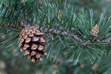 Pinus sylvestris. Scots pine branch with needles and cone.