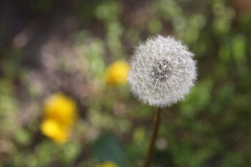 selective focus on white dandelion in nature