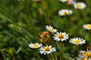 Fototapeta premium daisies in the grass