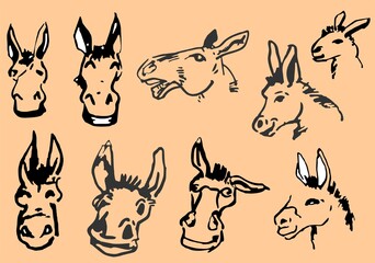 Donkey, appearance and posture, walking.