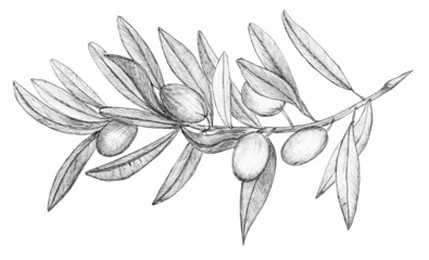 Hand drawn branch of olive.