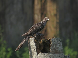 The female cuckoo sitting on a branch