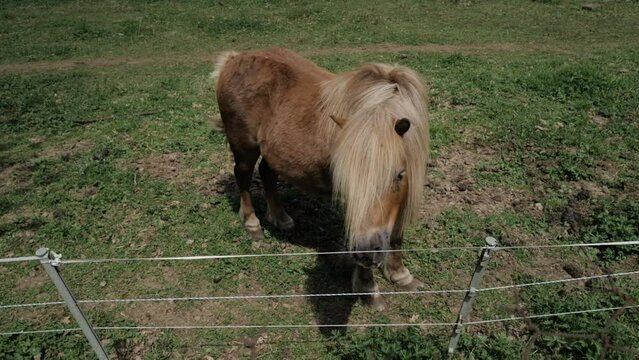 poney shetland