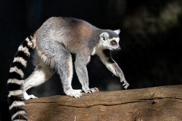 Portrait of a ring-tailed lemur