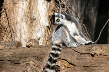 Portrait of a ring-tailed lemur - obrazy, fototapety, plakaty
