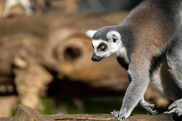 Portrait of a ring-tailed lemur