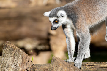 Portrait of a ring-tailed lemur
