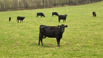 Cattle in Bohemian Forest, Klatovy district, West Bohemia, Czech Republic, Europe, Central Europe
