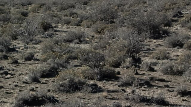 Arid Landscape in the Argentine Patagonia, Gaiman, Chubut Province, Argentina.