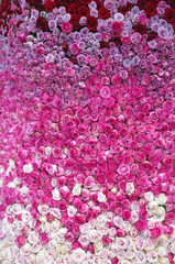 Obraz premium plenty of rose flower 