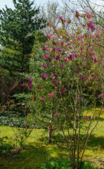 Young tree of Magnolia Susan (Magnolia liliiflora x Magnolia stellata) with large pink flowers. Beautiful blooming garden in spring. Selective focus. Nature concept for design.