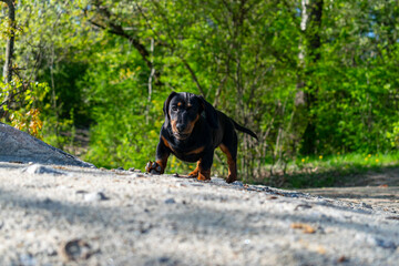 Dachshund puppy runs in a natural parkland.