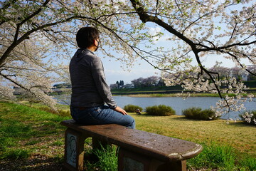 Fototapeta premium Tourist man watching Pink Sakura or Cherry Blossom Tunnel around the banks of the Hinokinai River in Kakunodate, Akita, Japan - 日本 秋田県 角館 桧木内川堤 桜のトンネル 花見をする男性