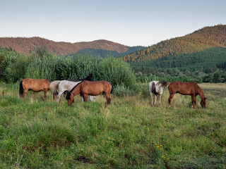 Fototapeta na wymiar Southern Urals, Bashkiria. A herd of horses on a mountain pasture.